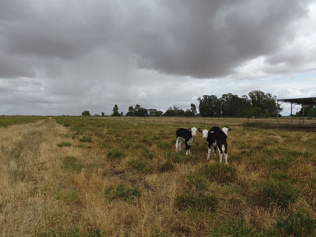 The Perfect Starter or Retiree Farmlet