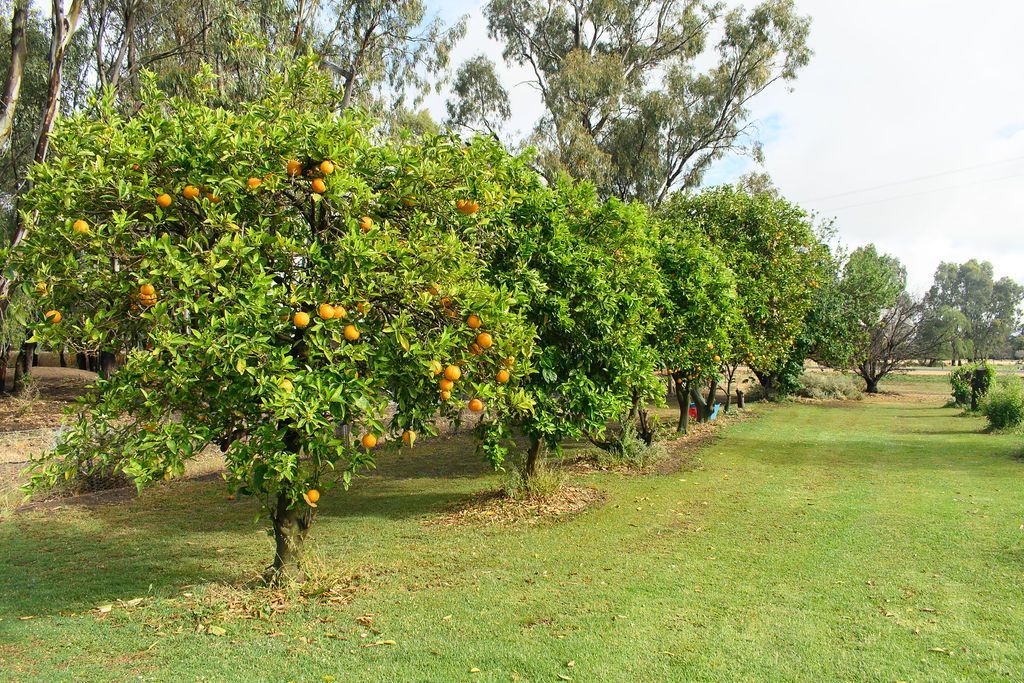 The Perfect Starter or Retiree Farmlet