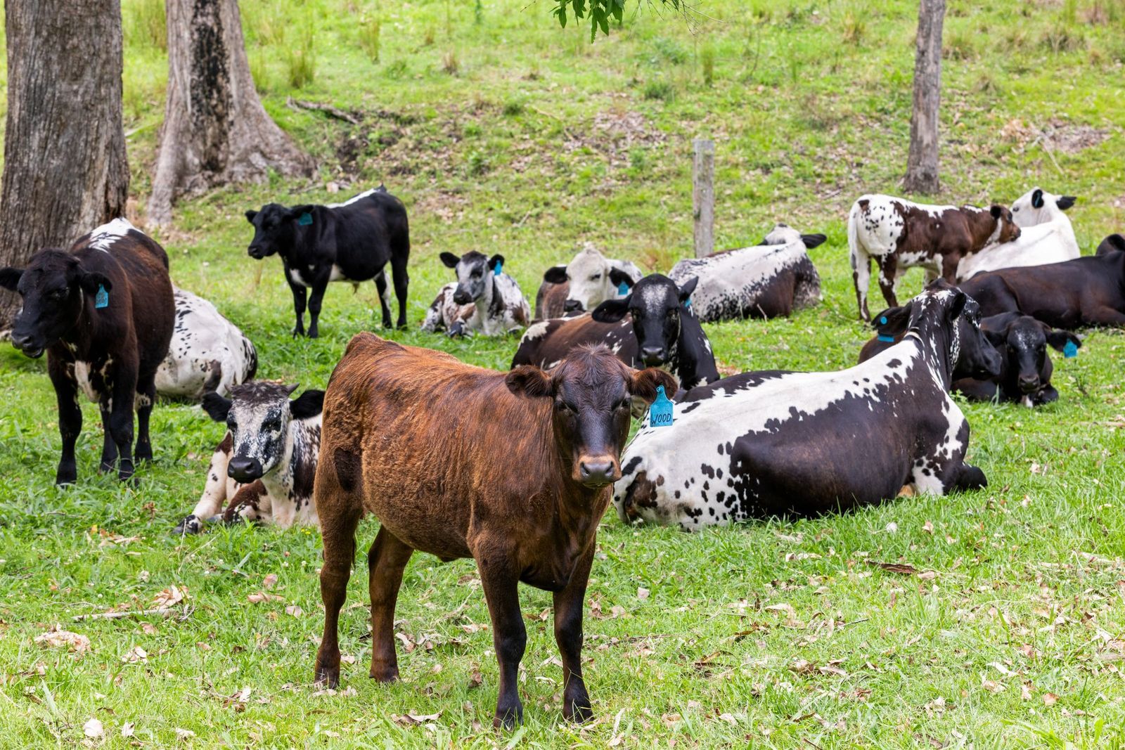 63-acres of privacy, natural beauty, and exceptional land capability