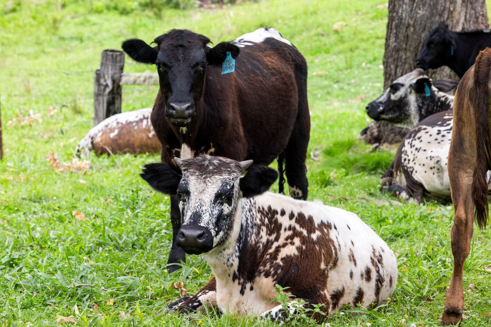 63-acres of privacy, natural beauty, and exceptional land capability