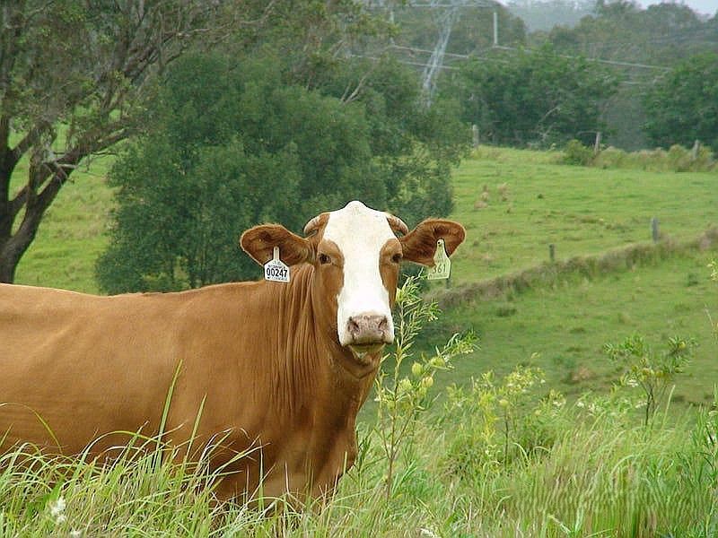 465 Ellangowan - Myrtle Creek Road, Ellangowan NSW 2470