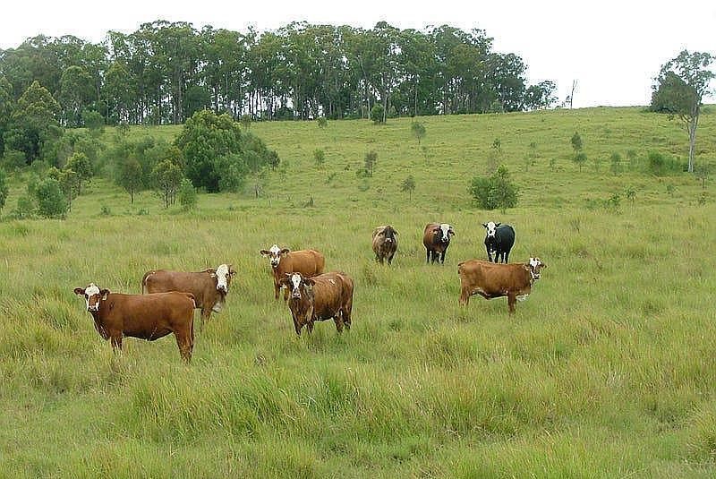 465 Ellangowan - Myrtle Creek Road, Ellangowan NSW 2470