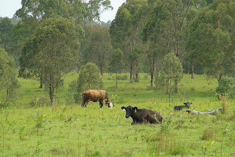 465 Ellangowan - Myrtle Creek Road, Ellangowan NSW 2470