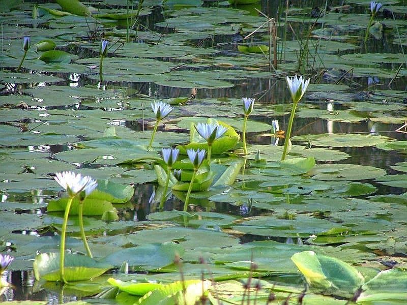 465 Ellangowan - Myrtle Creek Road, Ellangowan NSW 2470