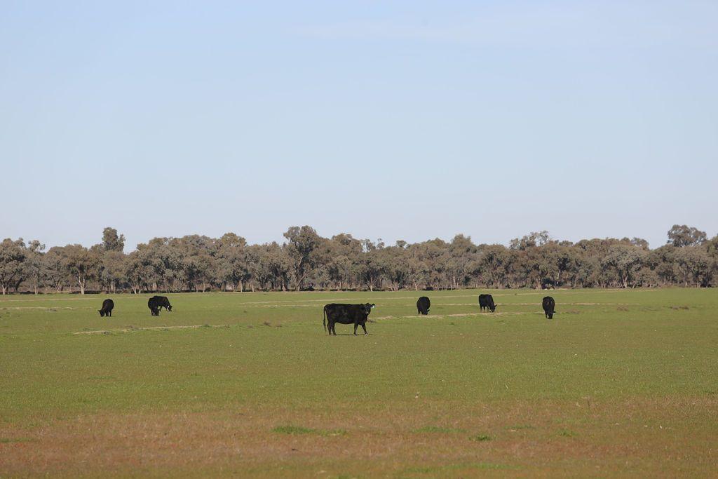 Farming, Lifestyle and Nature - 2500 Acres