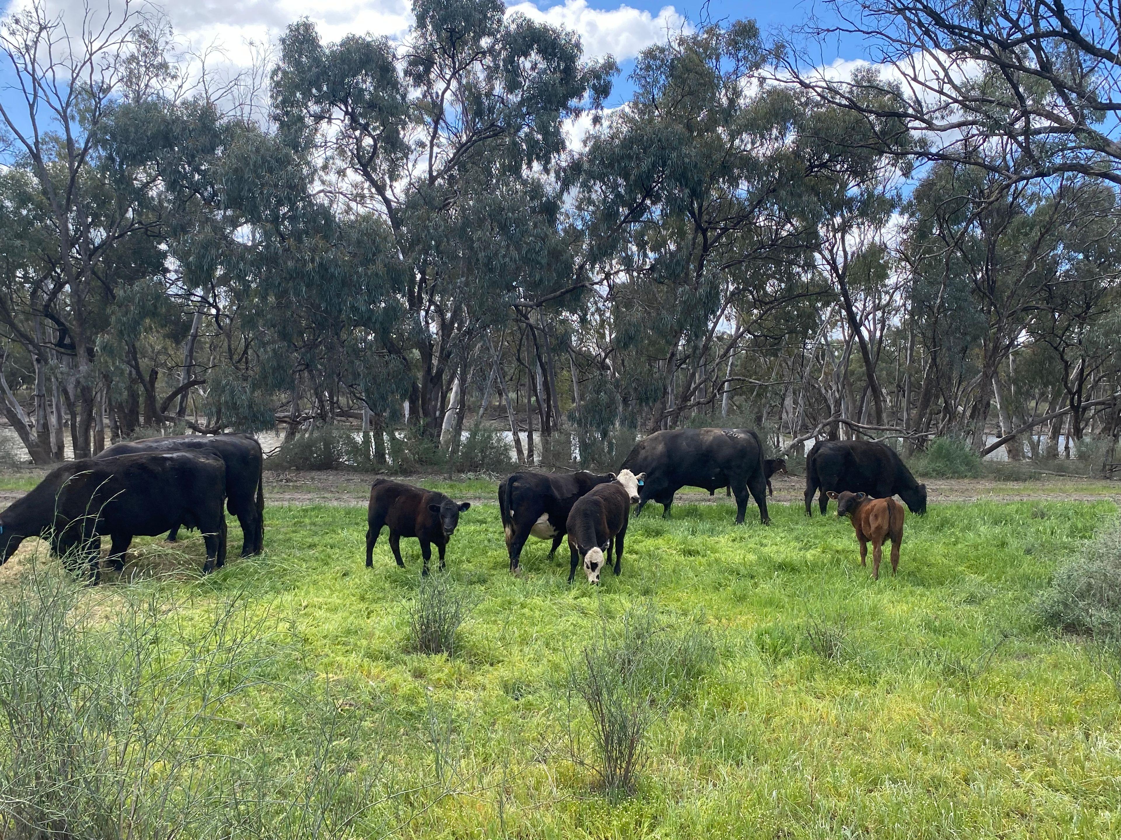 Farming, Lifestyle and Nature - 2500 Acres