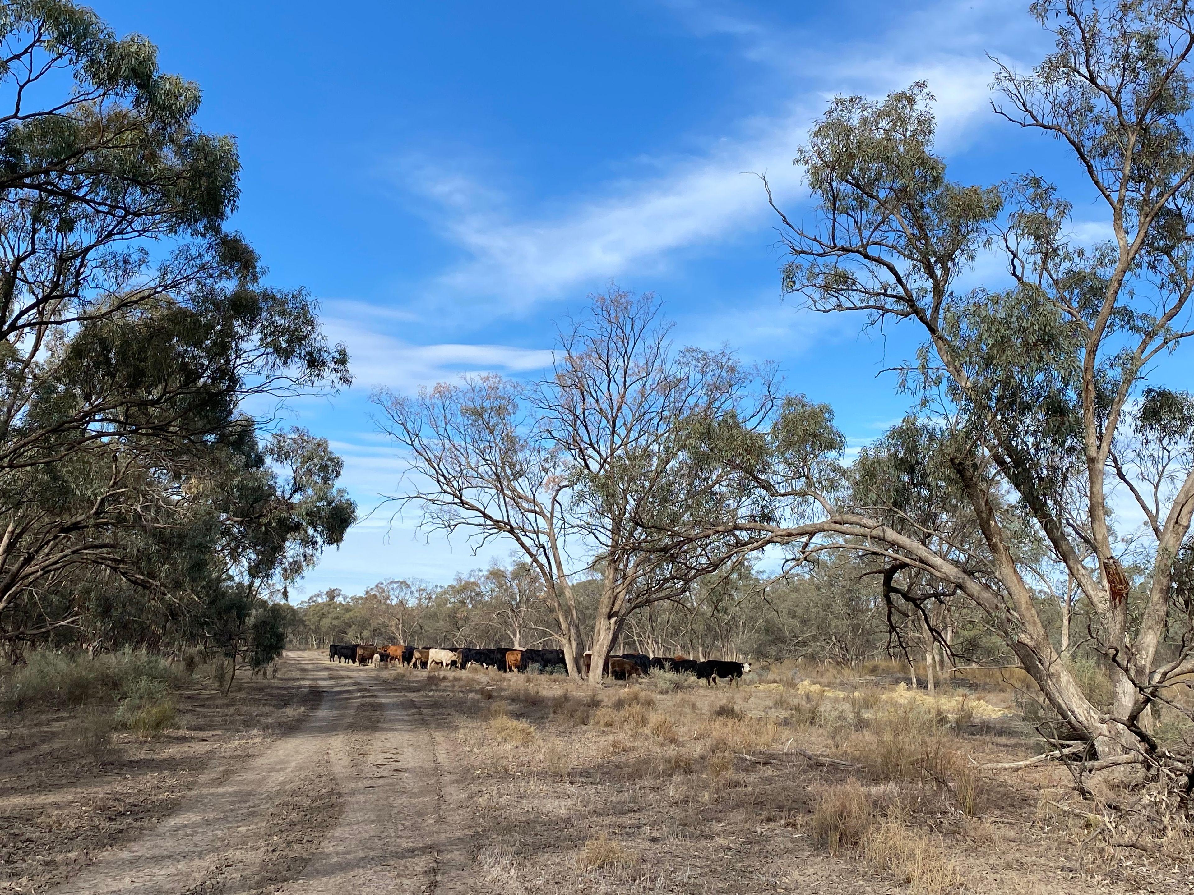Farming, Lifestyle and Nature - 2500 Acres
