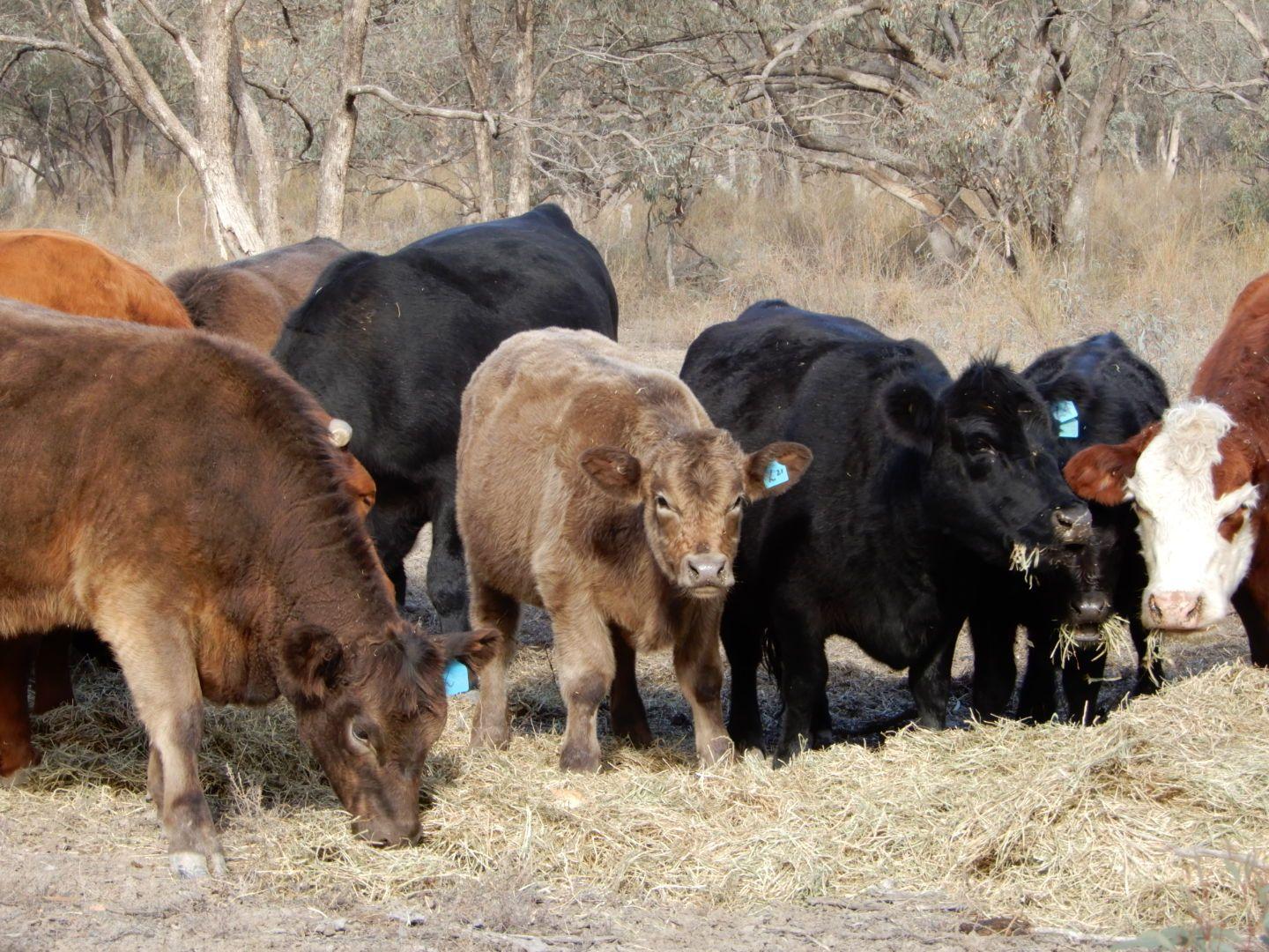 Farming, Lifestyle and Nature - 2500 Acres