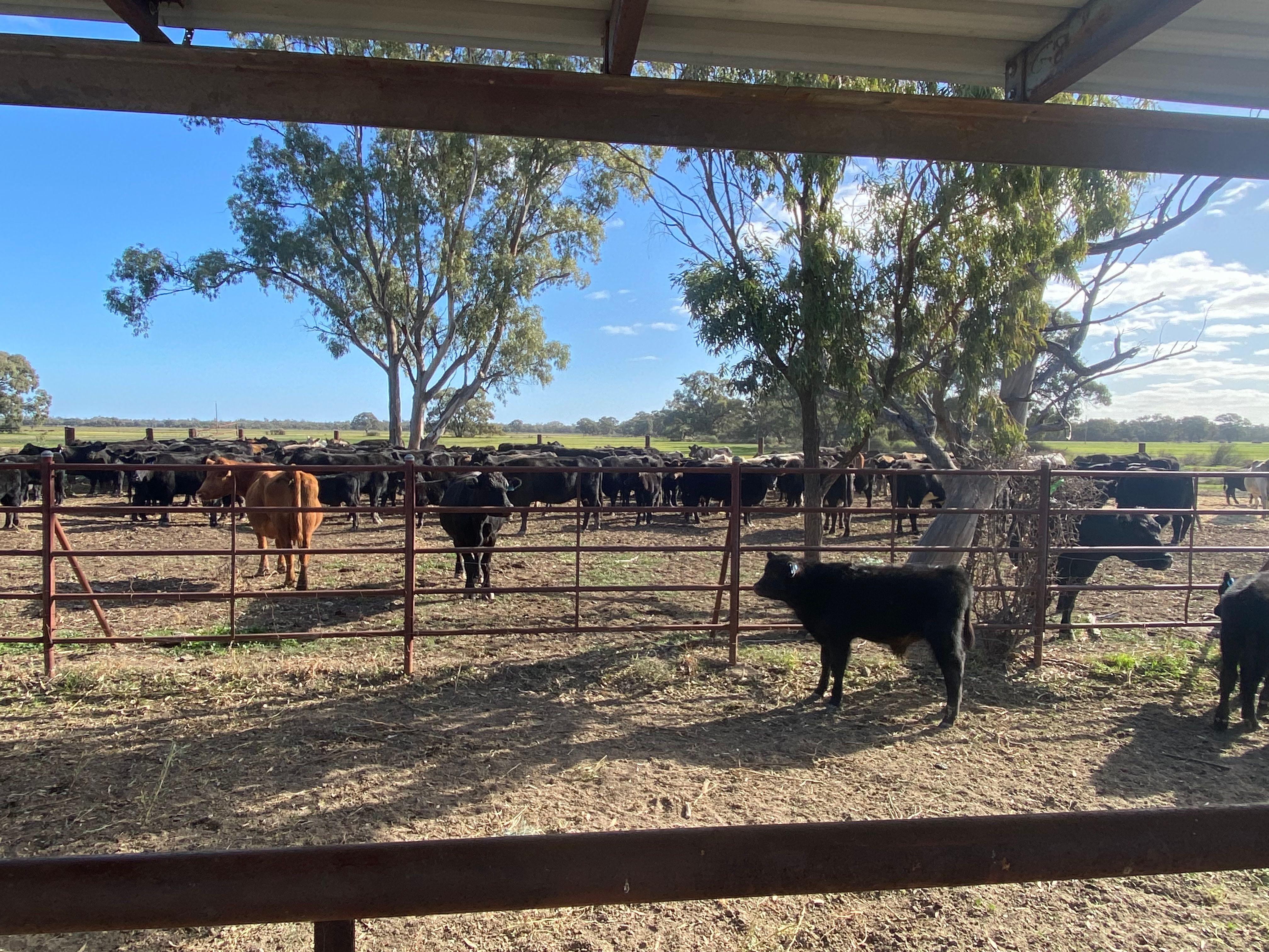 Farming, Lifestyle and Nature - 2500 Acres
