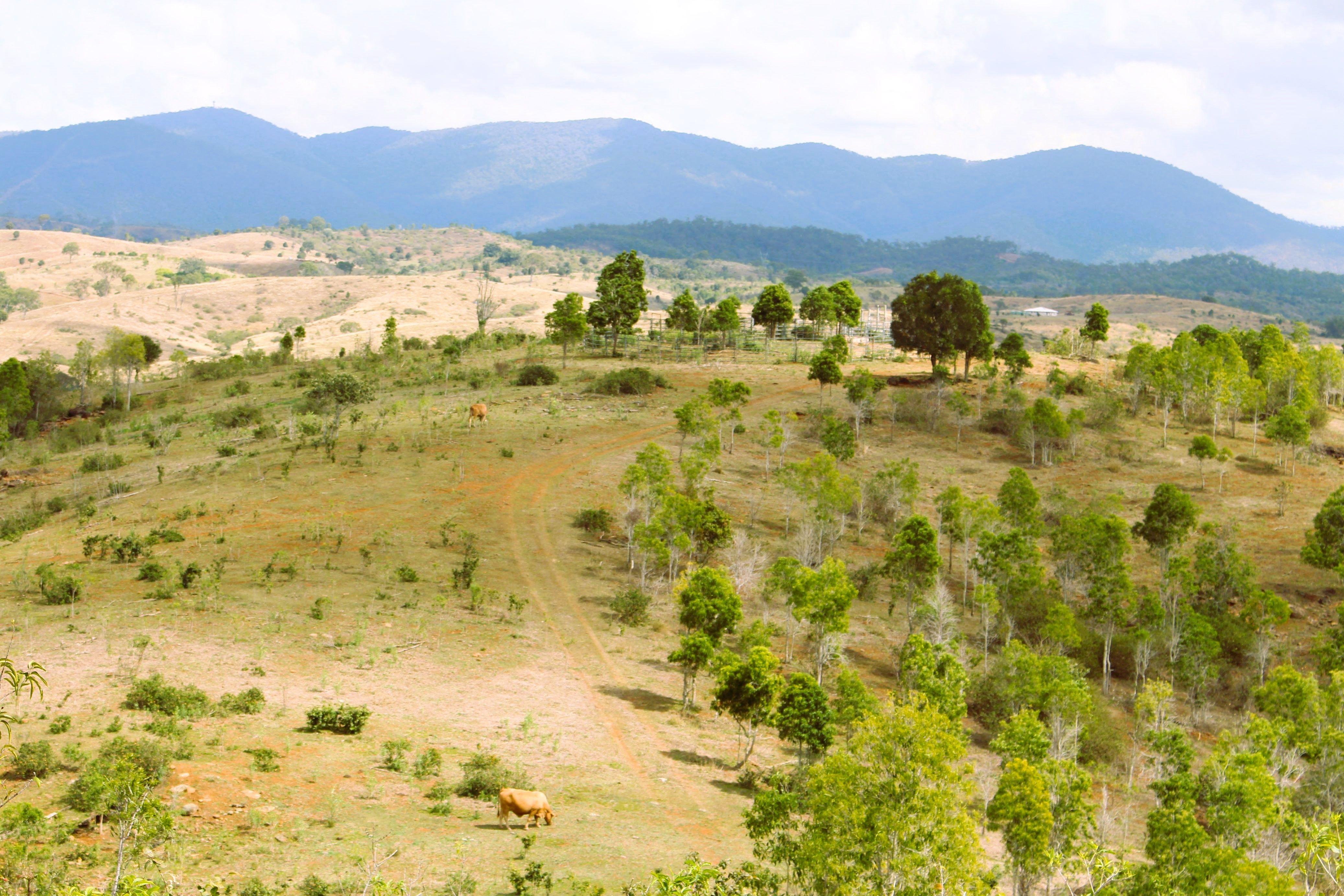Well sought after scrub country located in the Bracewell District.....