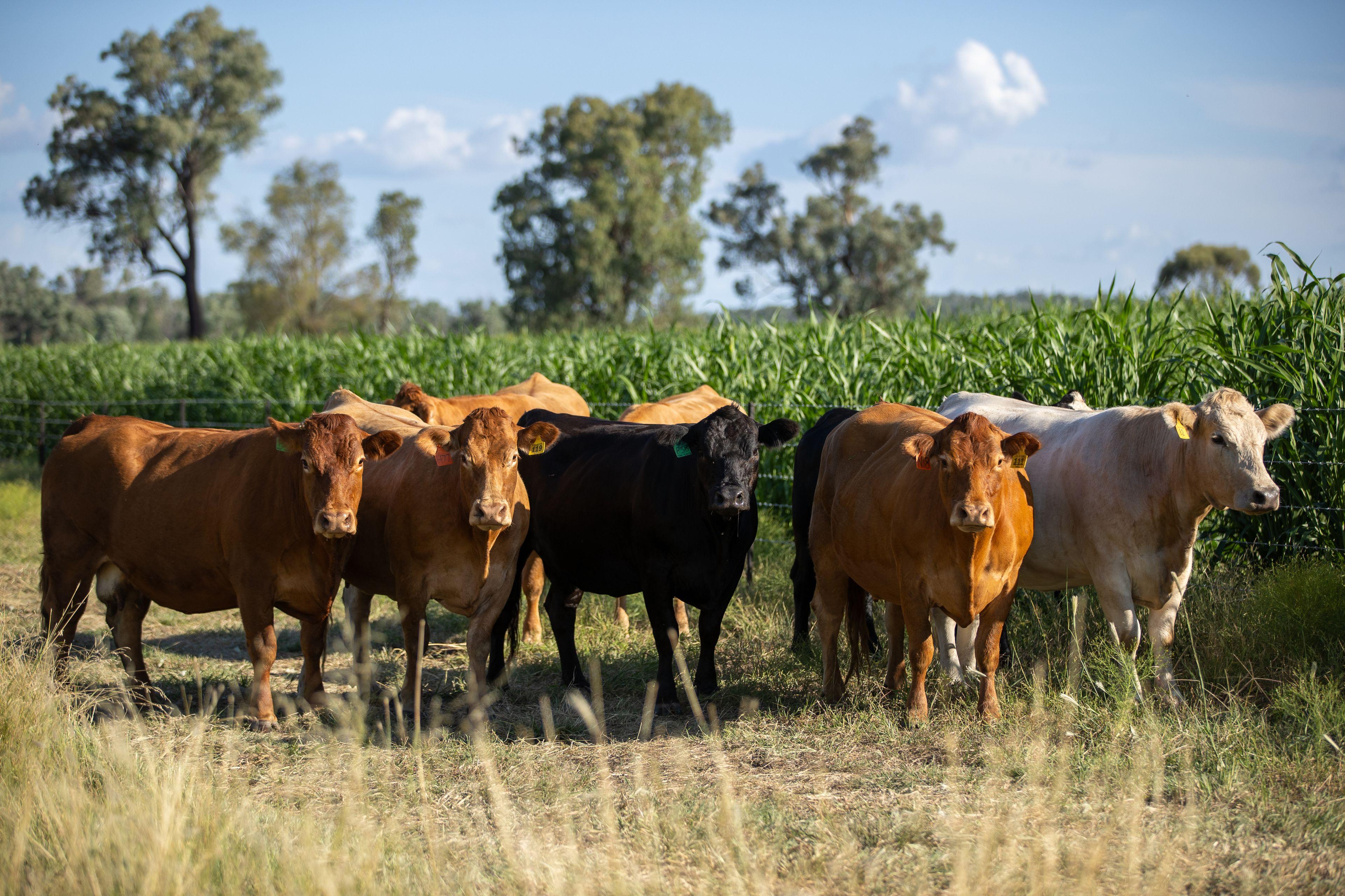 Prop-GPT: Mixed Farming: NSW Delungra, NSW 2403 Rural