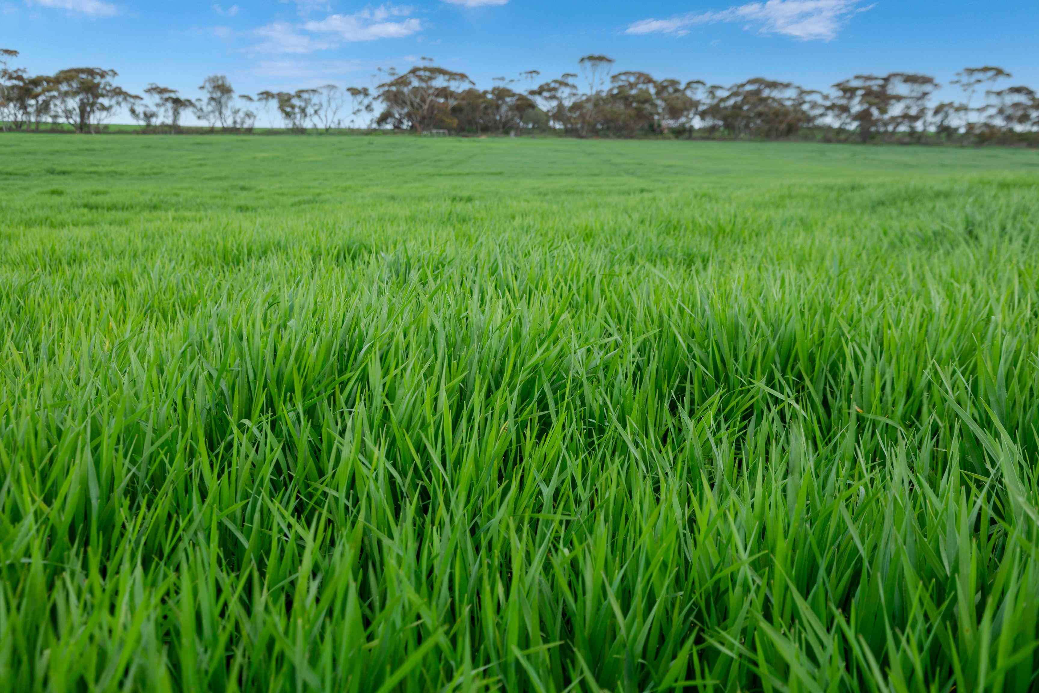 Rural: SA Port Broughton, SA 5522 Cropping | Prop-GPT the AI-Powered Property Portal