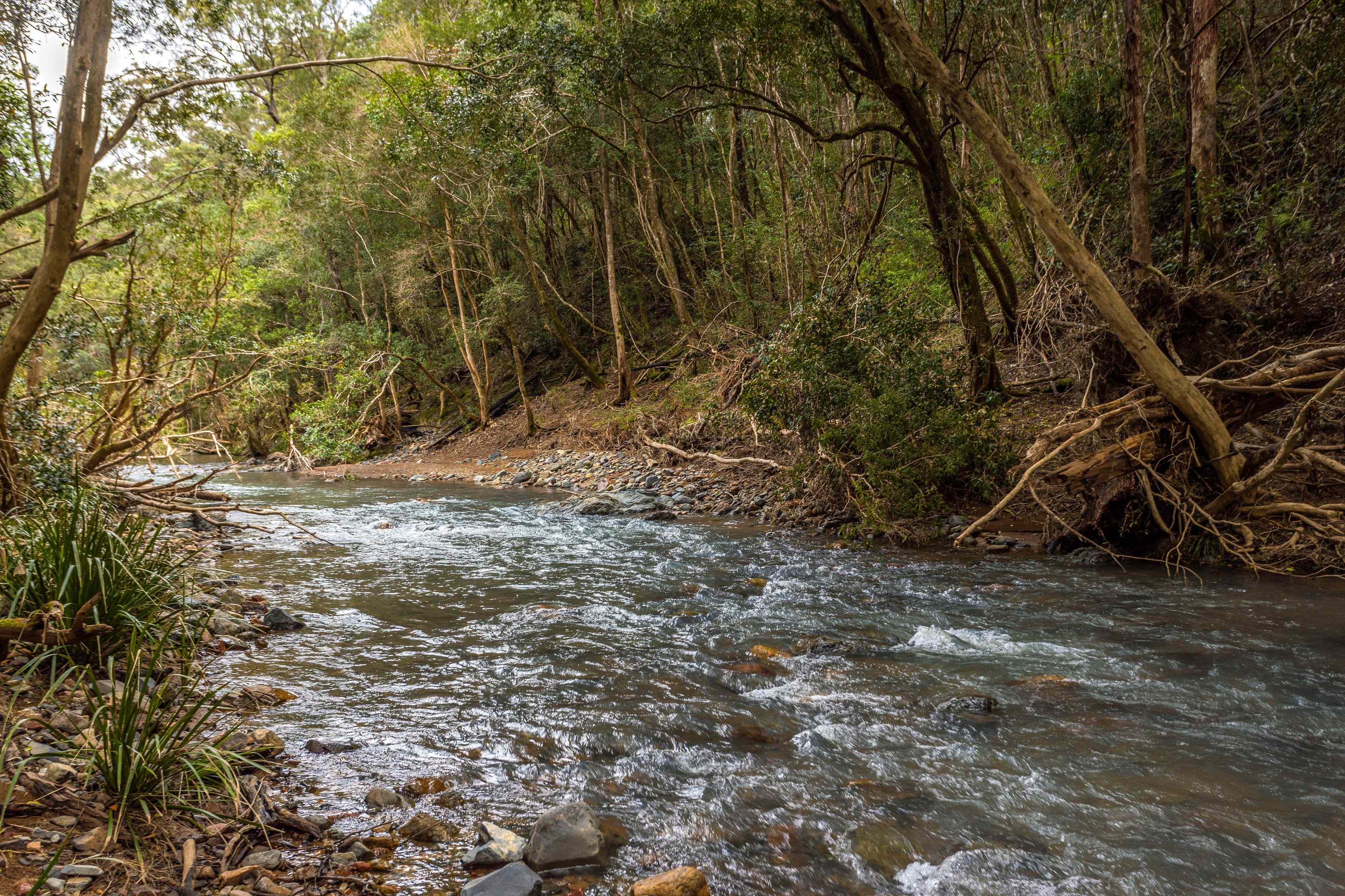 Rural: NSW Wherrol Flat, NSW 2429 Lifestyle | Prop-GPT the AI-Powered Property Portal