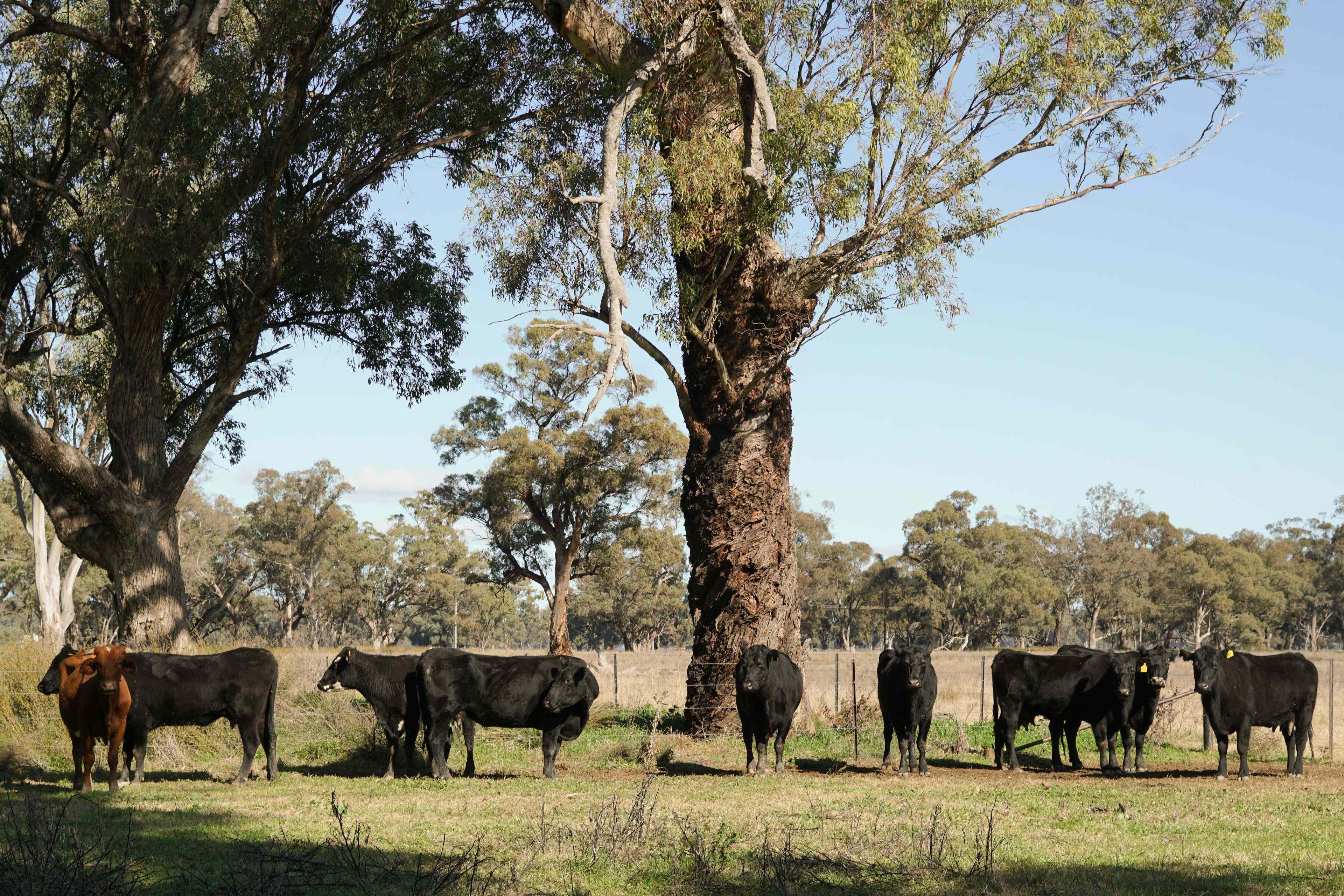 Rural: NSW Forbes, NSW 2871 Cropping | Prop-GPT the AI-Powered Property Portal
