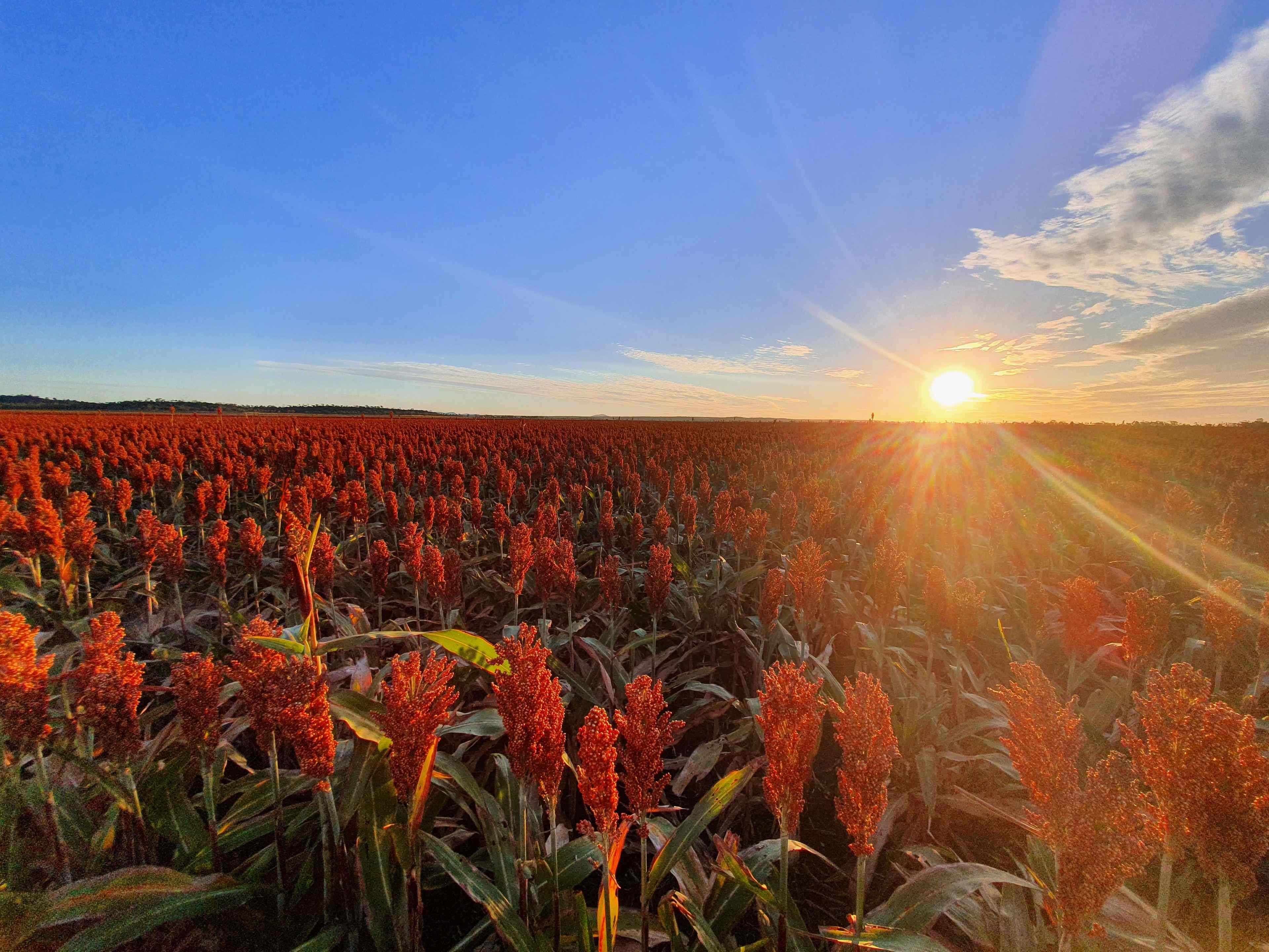 Rural: QLD Gumlu, QLD 4805 Cropping | Prop-GPT the AI-Powered Property Portal