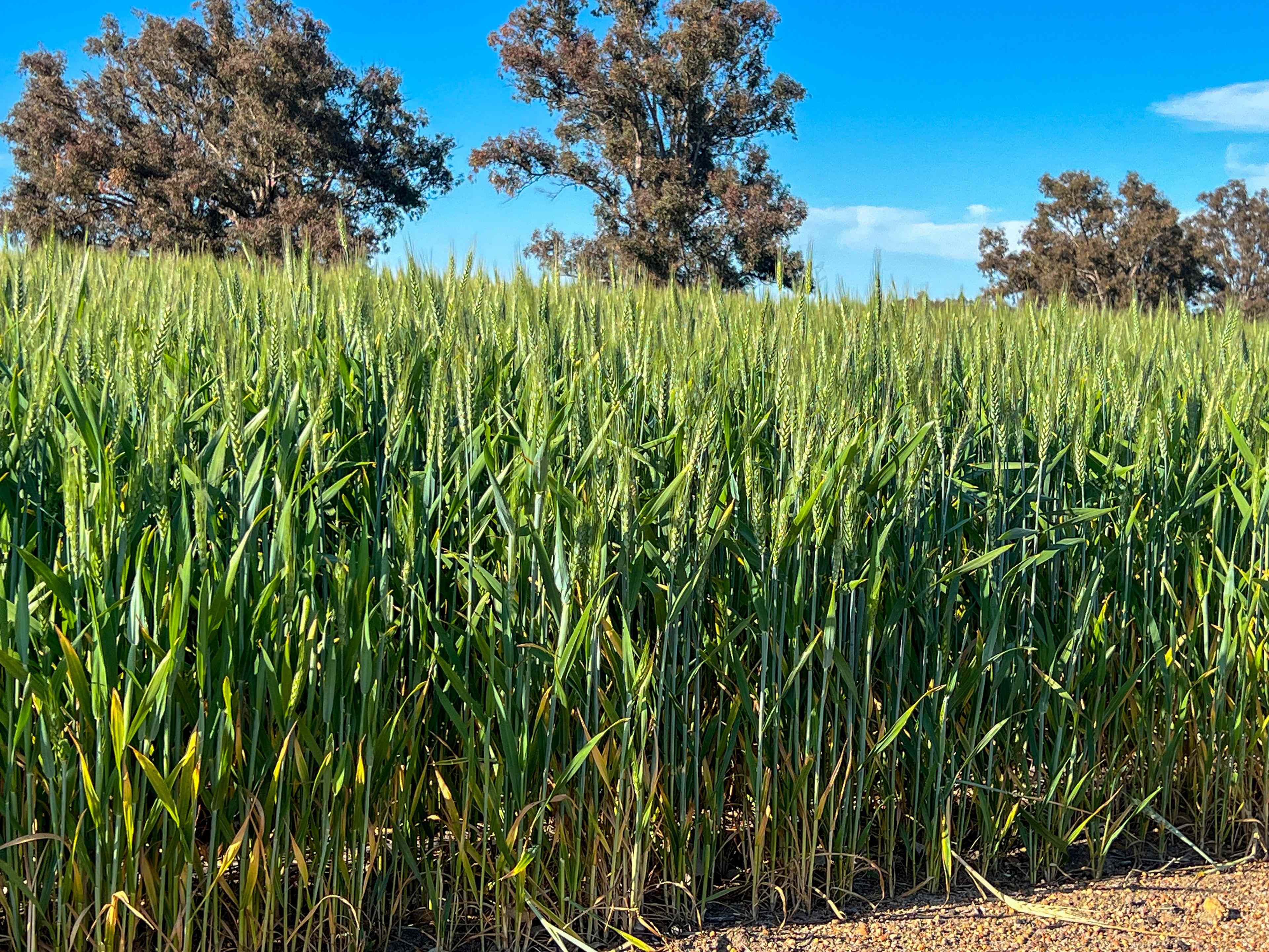 Rural: WA Cranbrook, WA 6321 Cropping | Prop-GPT the AI-Powered Property Portal