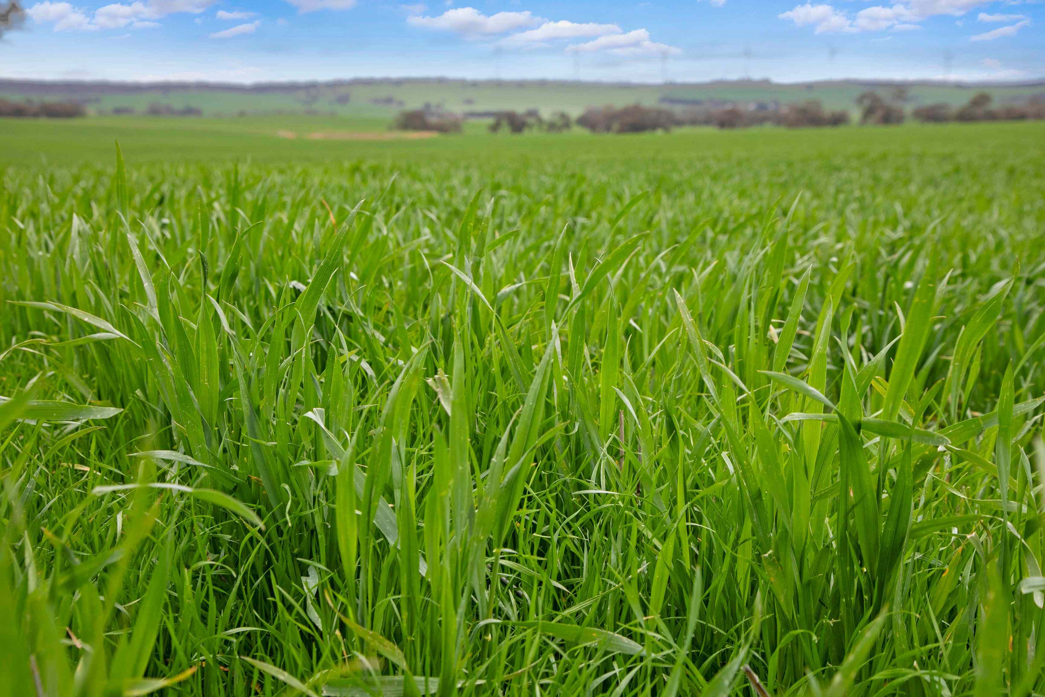 Rural: SA Tothill Creek, SA 5413 Cropping | Prop-GPT the AI-Powered Property Portal