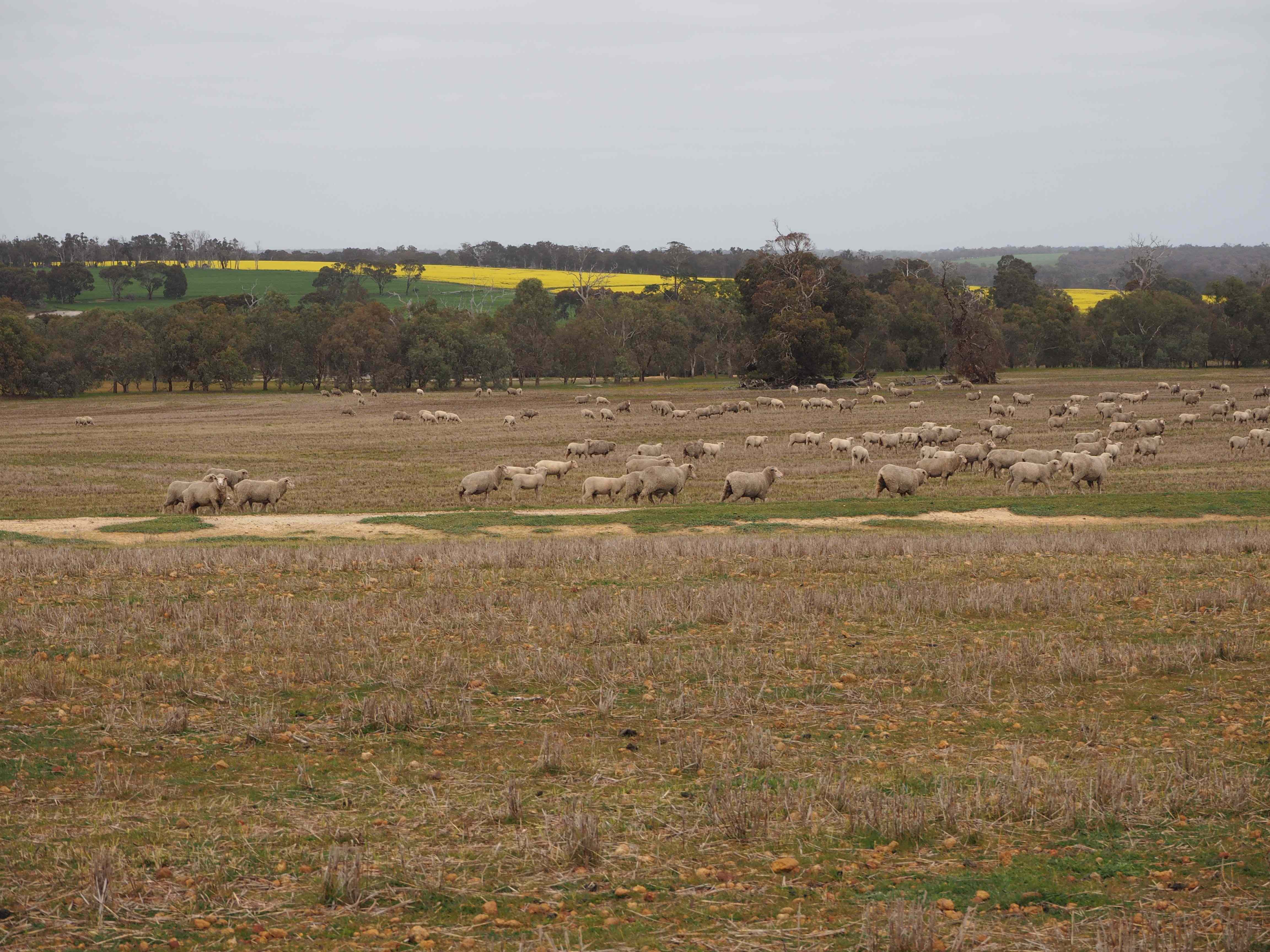 Rural: WA Cranbrook, WA 6321 Mixed Farming | Prop-GPT the AI-Powered Property Portal