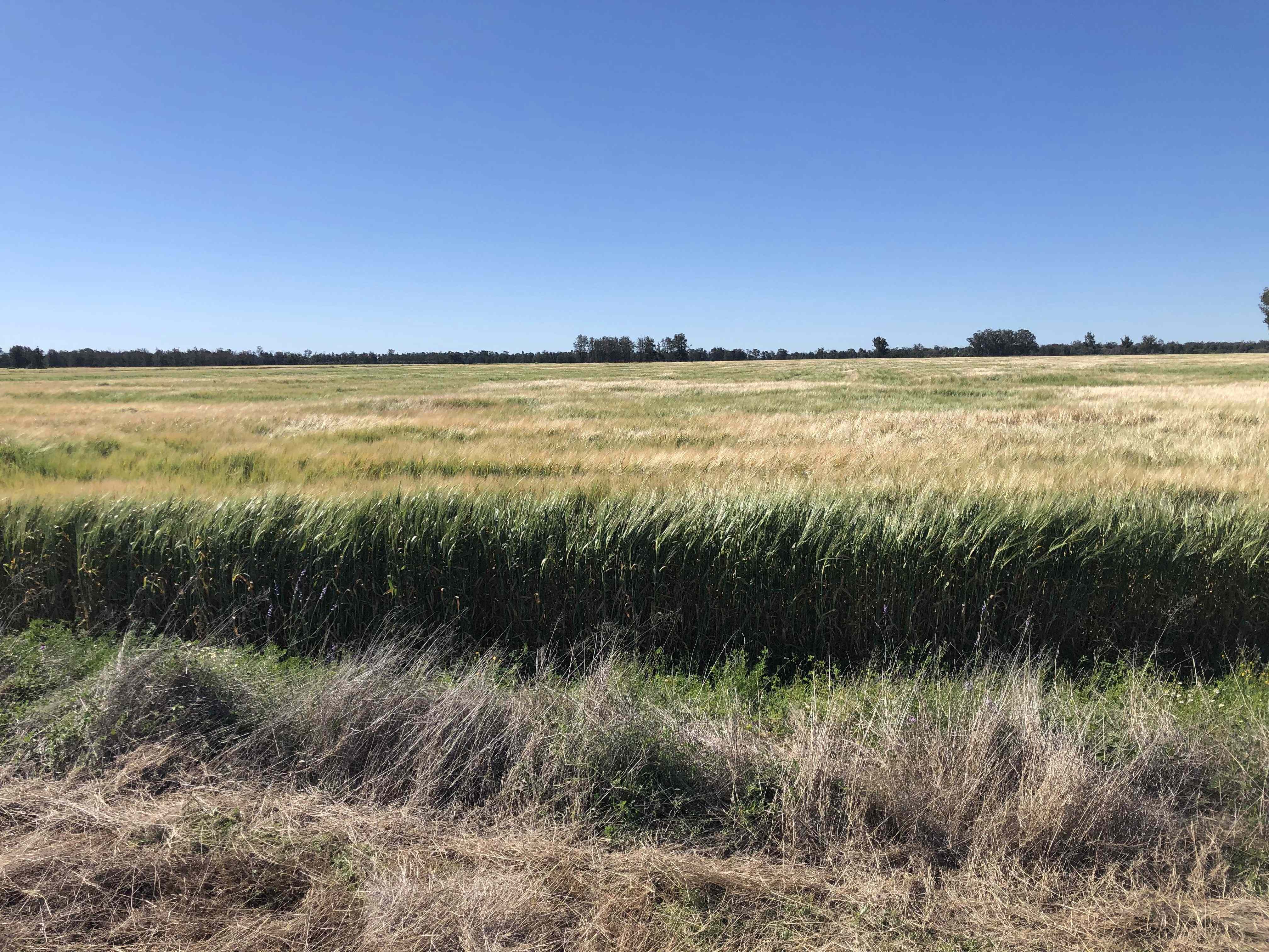 Rural: QLD Goondiwindi, QLD 4390 Mixed Farming | Prop-GPT the AI-Powered Property Portal