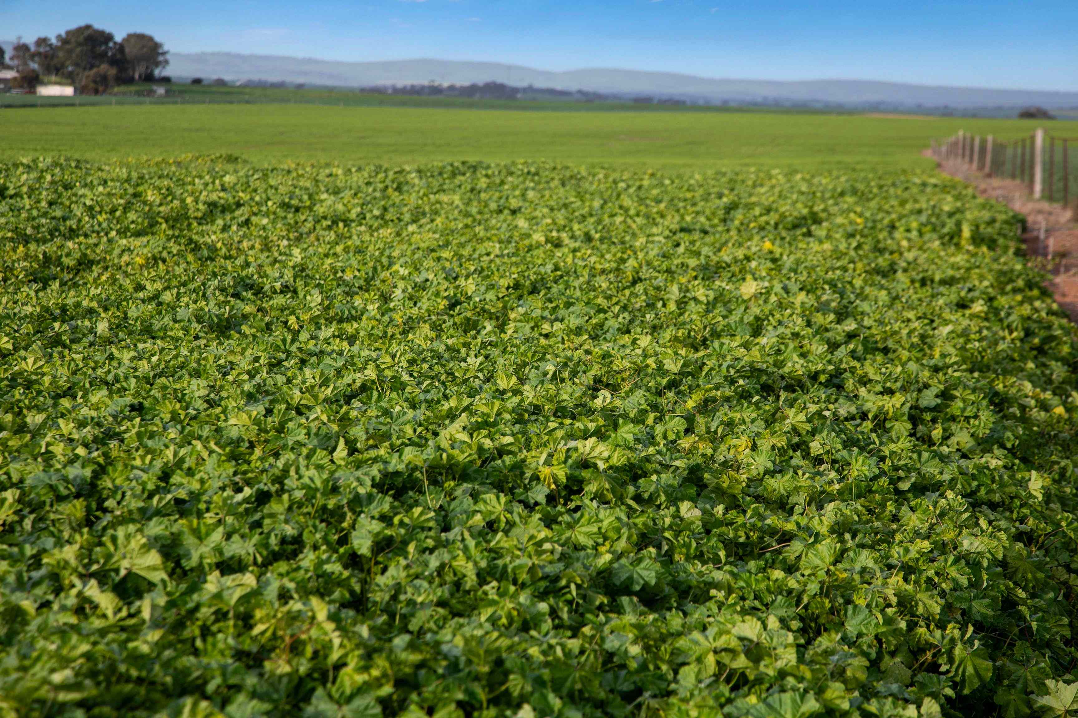 Rural: SA Hamley Bridge, SA 5401 Cropping | Prop-GPT the AI-Powered Property Portal