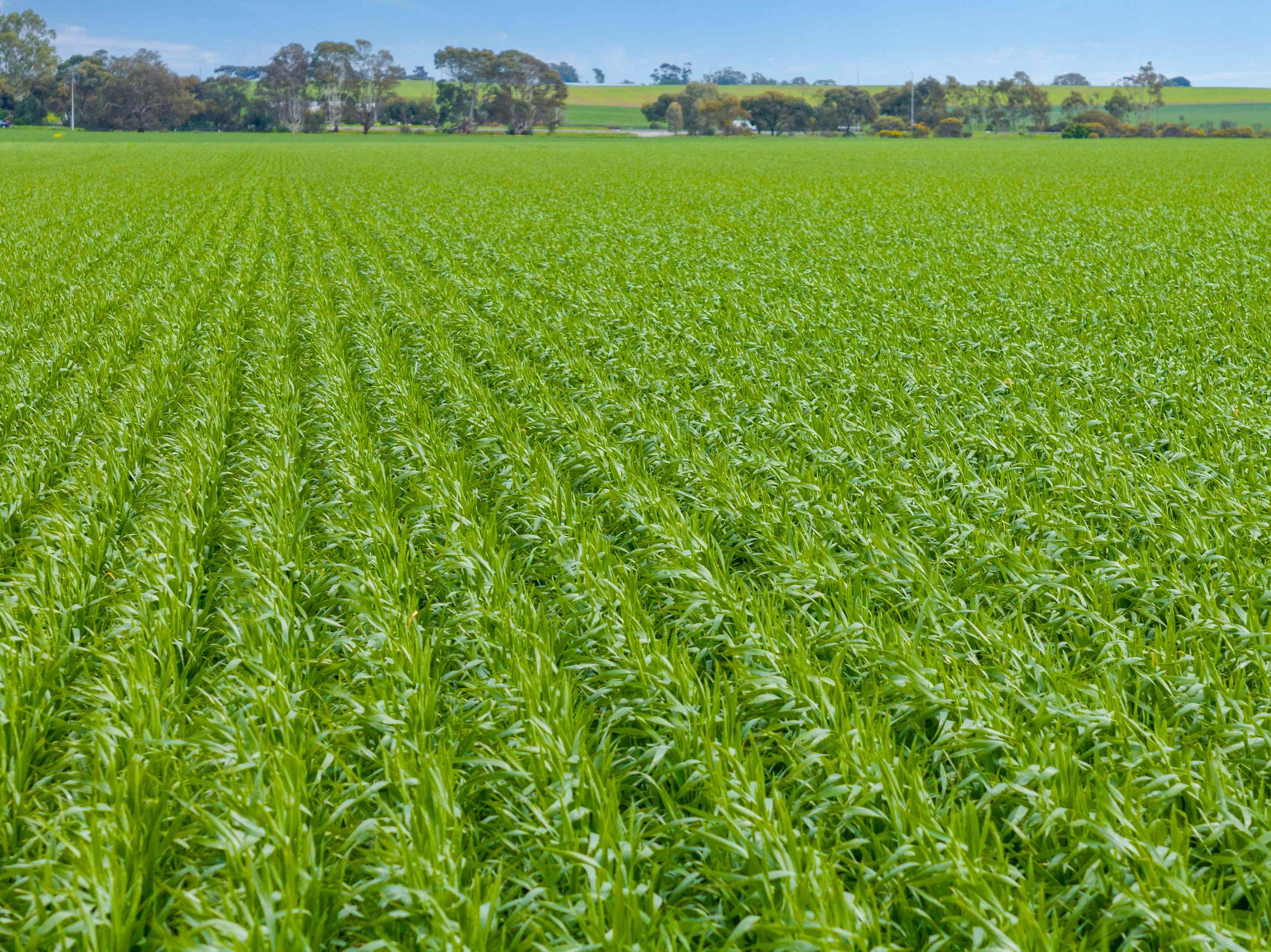 Rural: SA Shea-Oak Log, SA 5371 Cropping | Prop-GPT the AI-Powered Property Portal