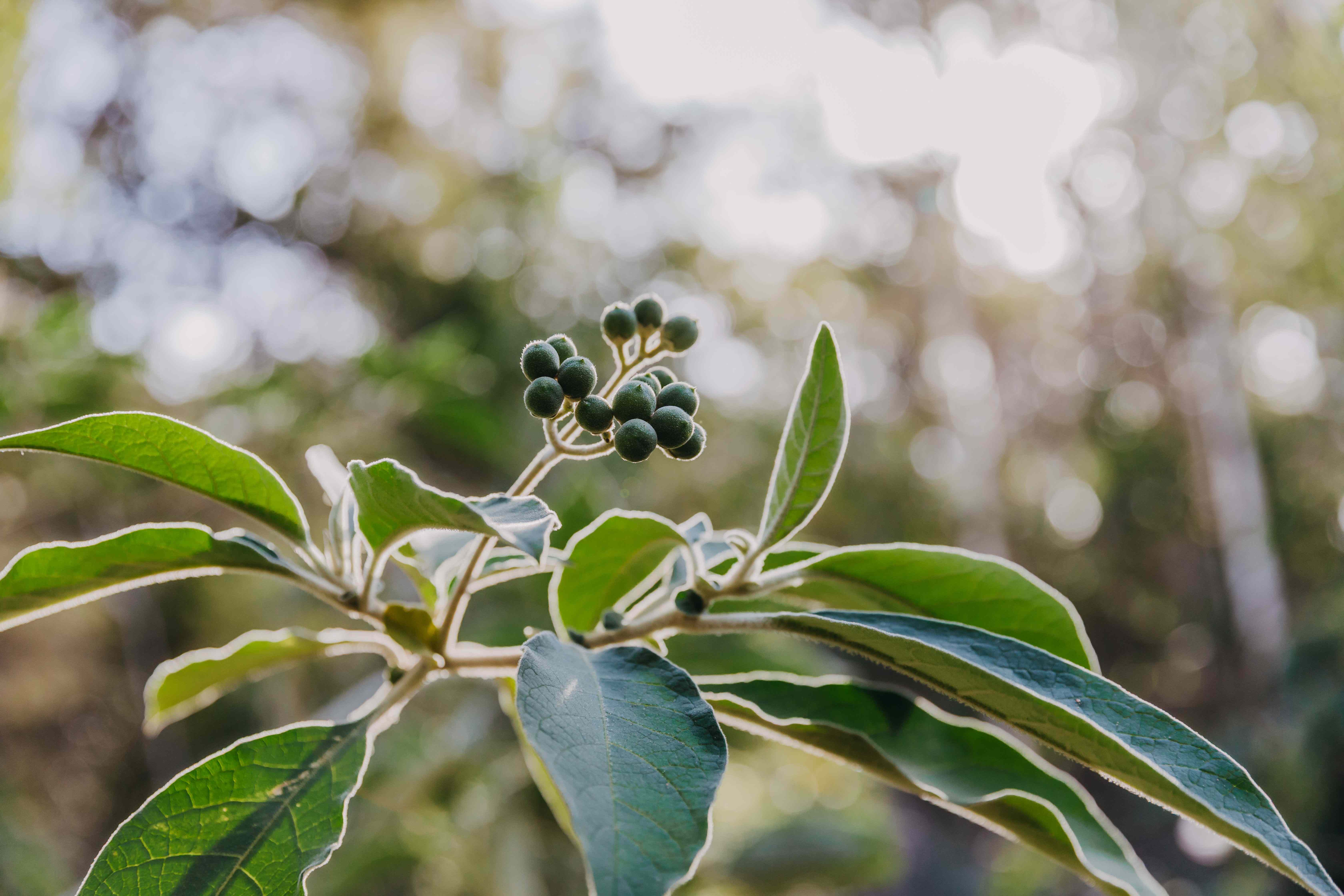 Rural: NSW Duns Creek, NSW 2321 Other | Prop-GPT the AI-Powered Property Portal