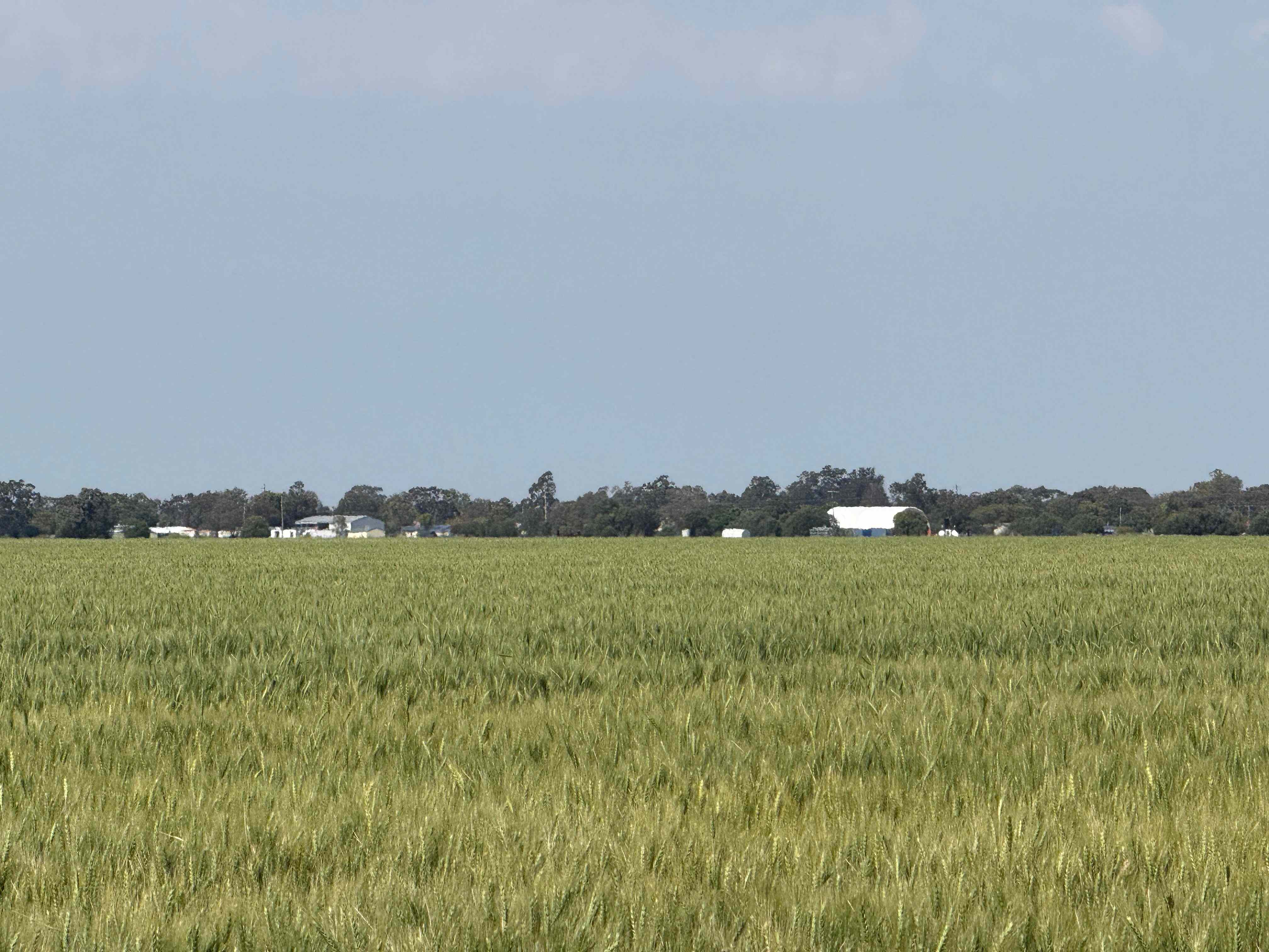 Suburban Cropping: NSW Ashley, NSW 2400 Cropping | Prop-GPT the AI-Powered Property Portal