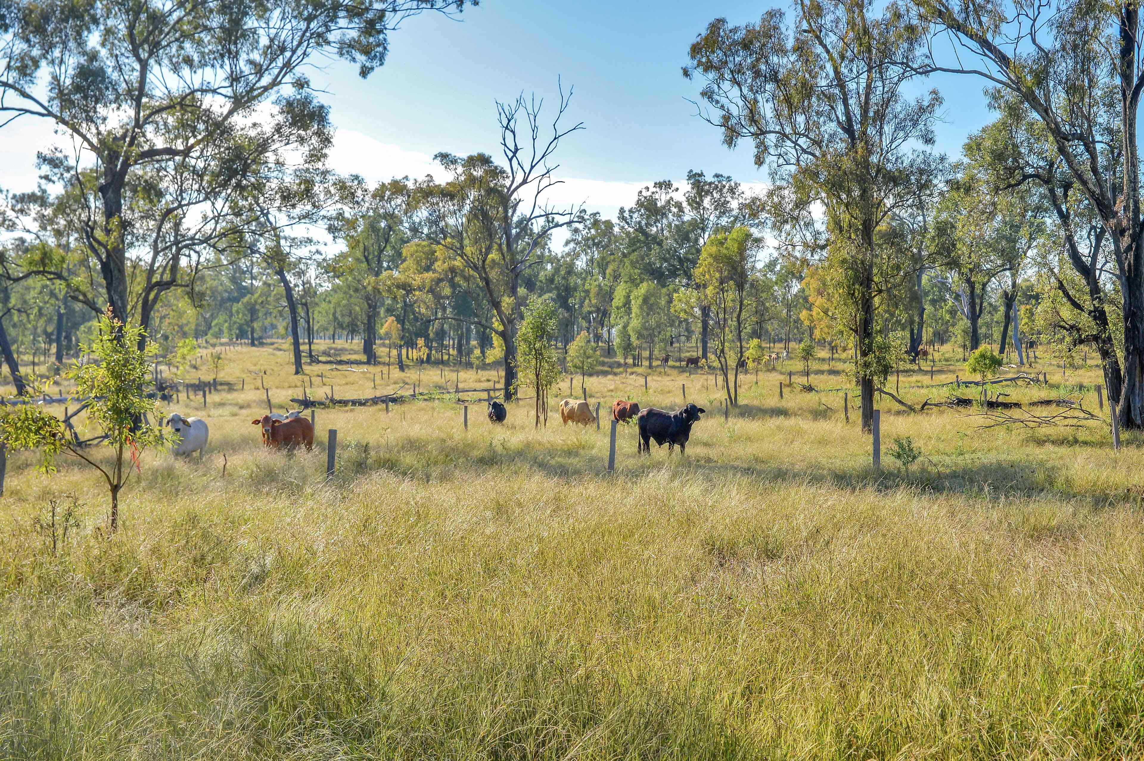 Build Your Dream Home or Create the Perfect Weekend Escape - Rare 98 Acres in the Scenic Rim: QLD Coleyville, QLD 4307 Lifestyle | Prop-GPT the AI-Powered Property Portal