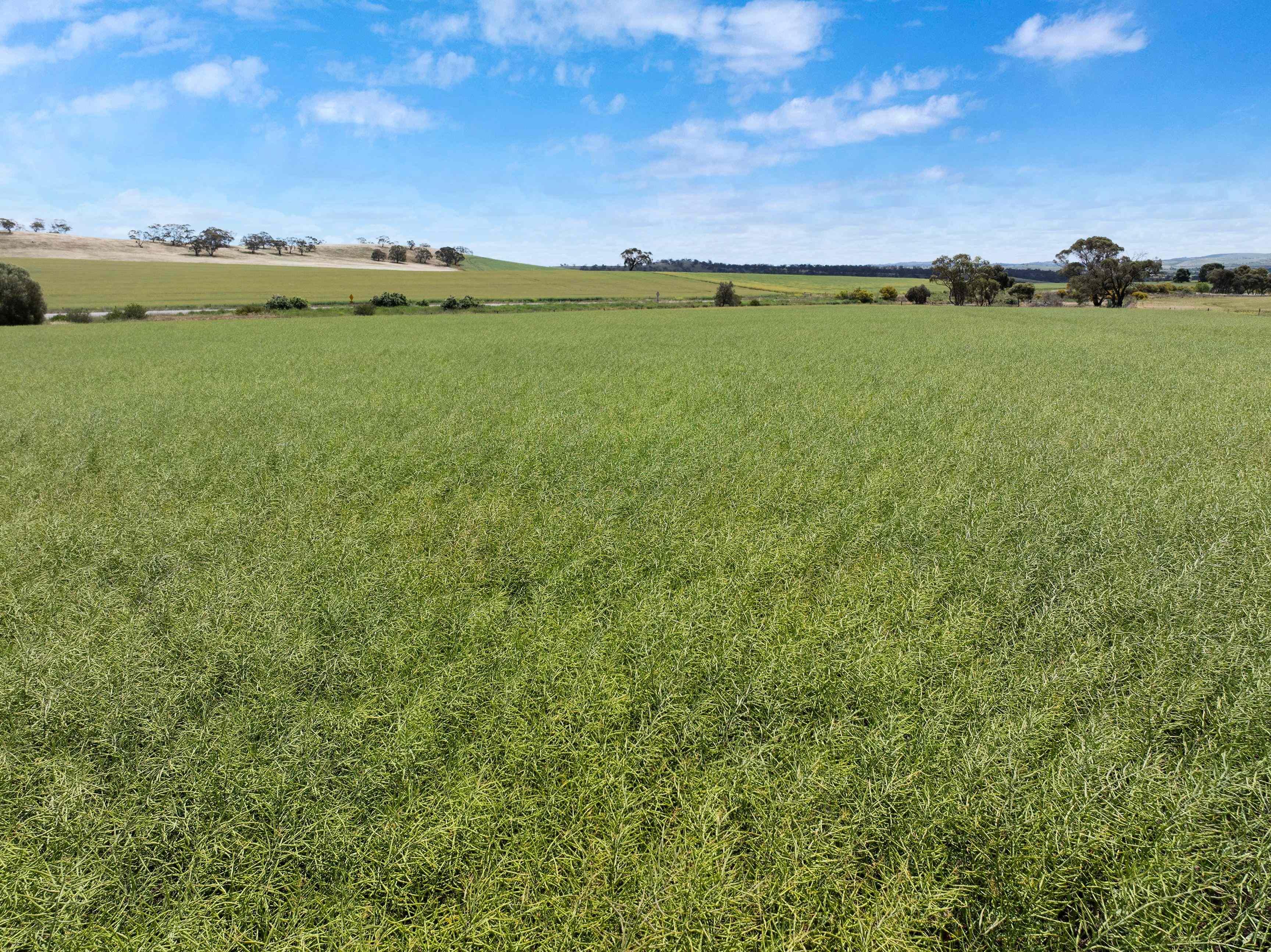 Versatile Rural Property with Fertile Soils and Lifestyle Potential: SA Undalya, SA 5451 Cropping | Prop-GPT the AI-Powered Property Portal