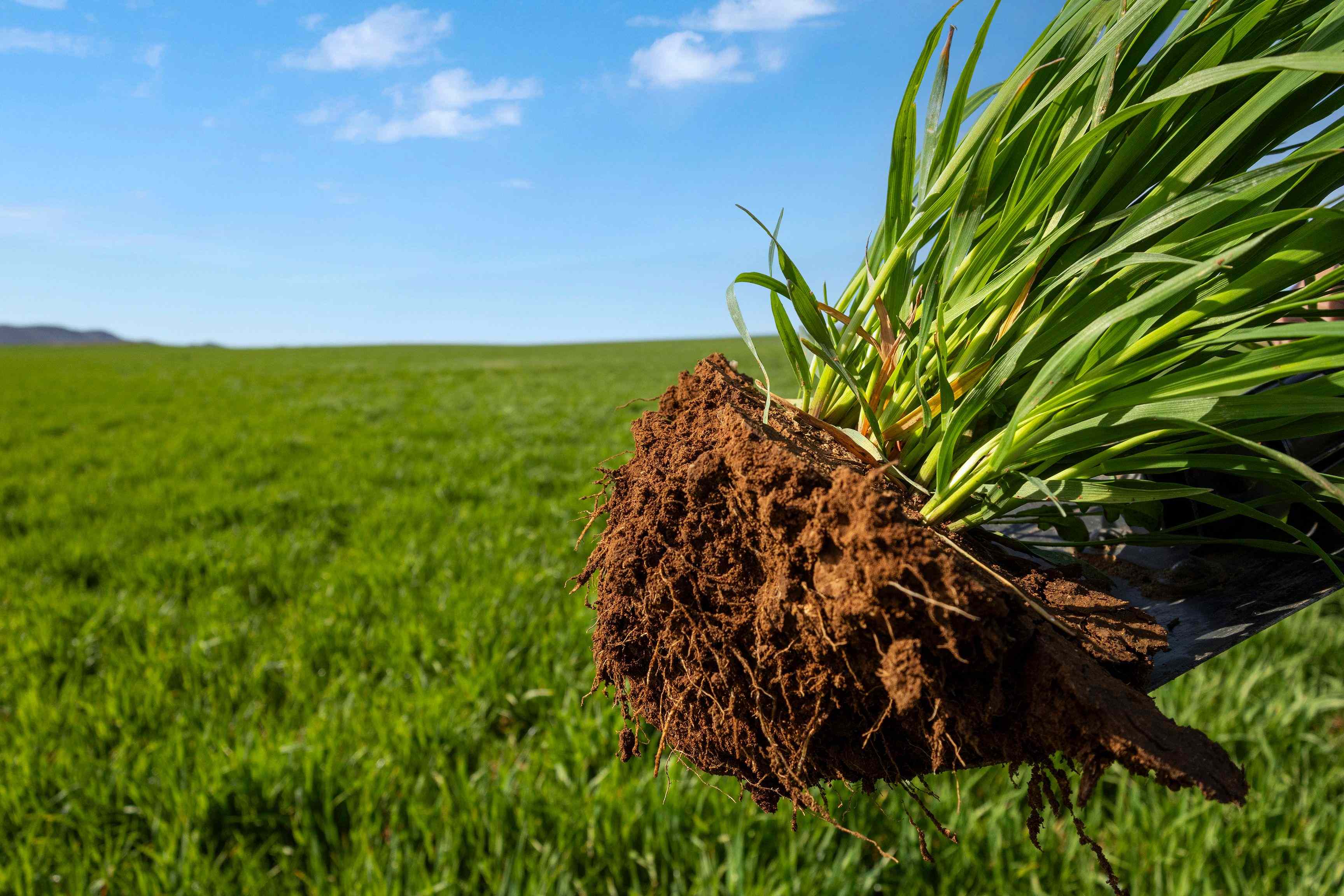 Rural: SA Booleroo Centre, SA 5482 Cropping | Prop-GPT the AI-Powered Property Portal