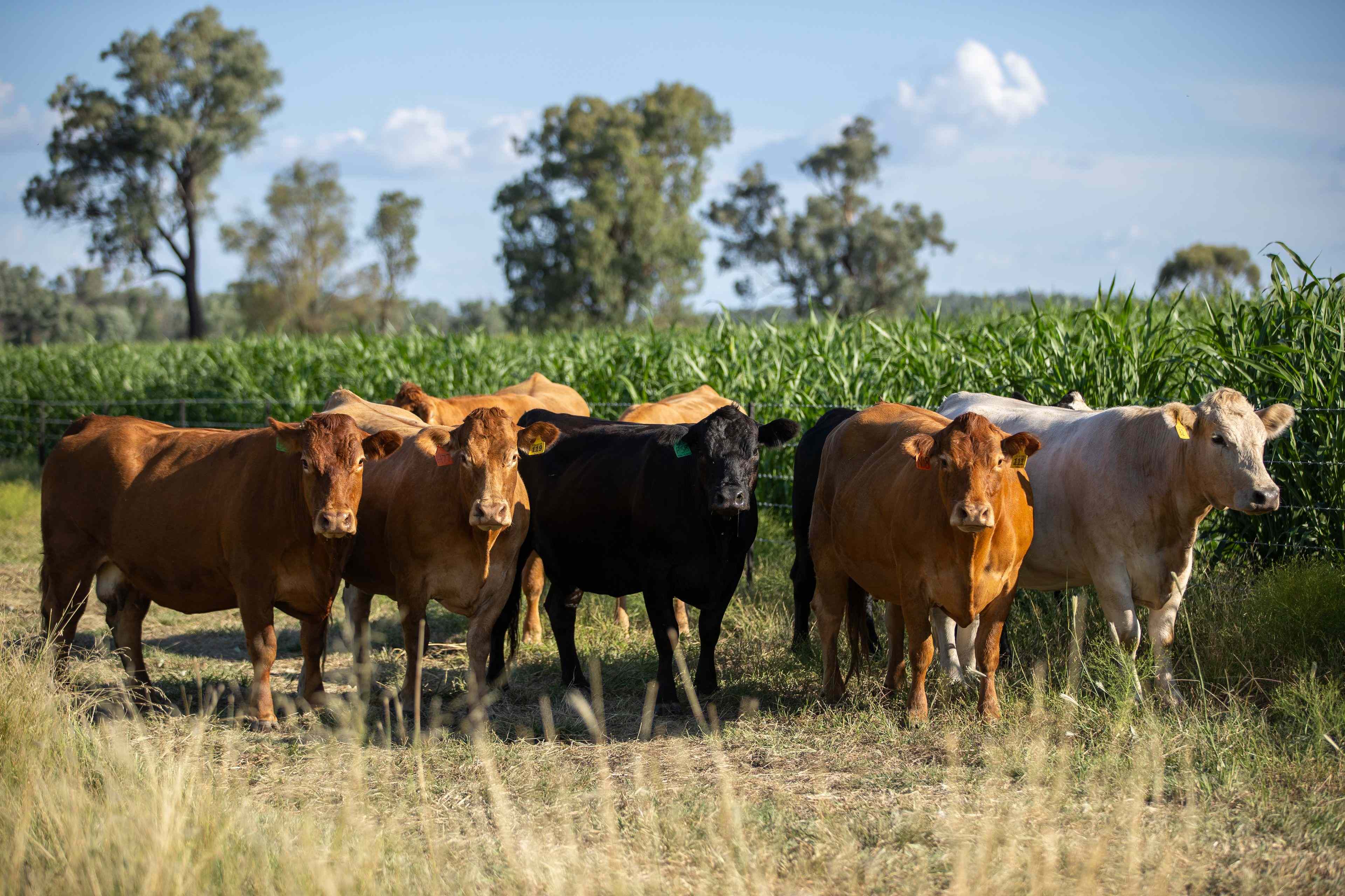 Rural: NSW Delungra, NSW 2403 Mixed Farming | Prop-GPT the AI-Powered Property Portal