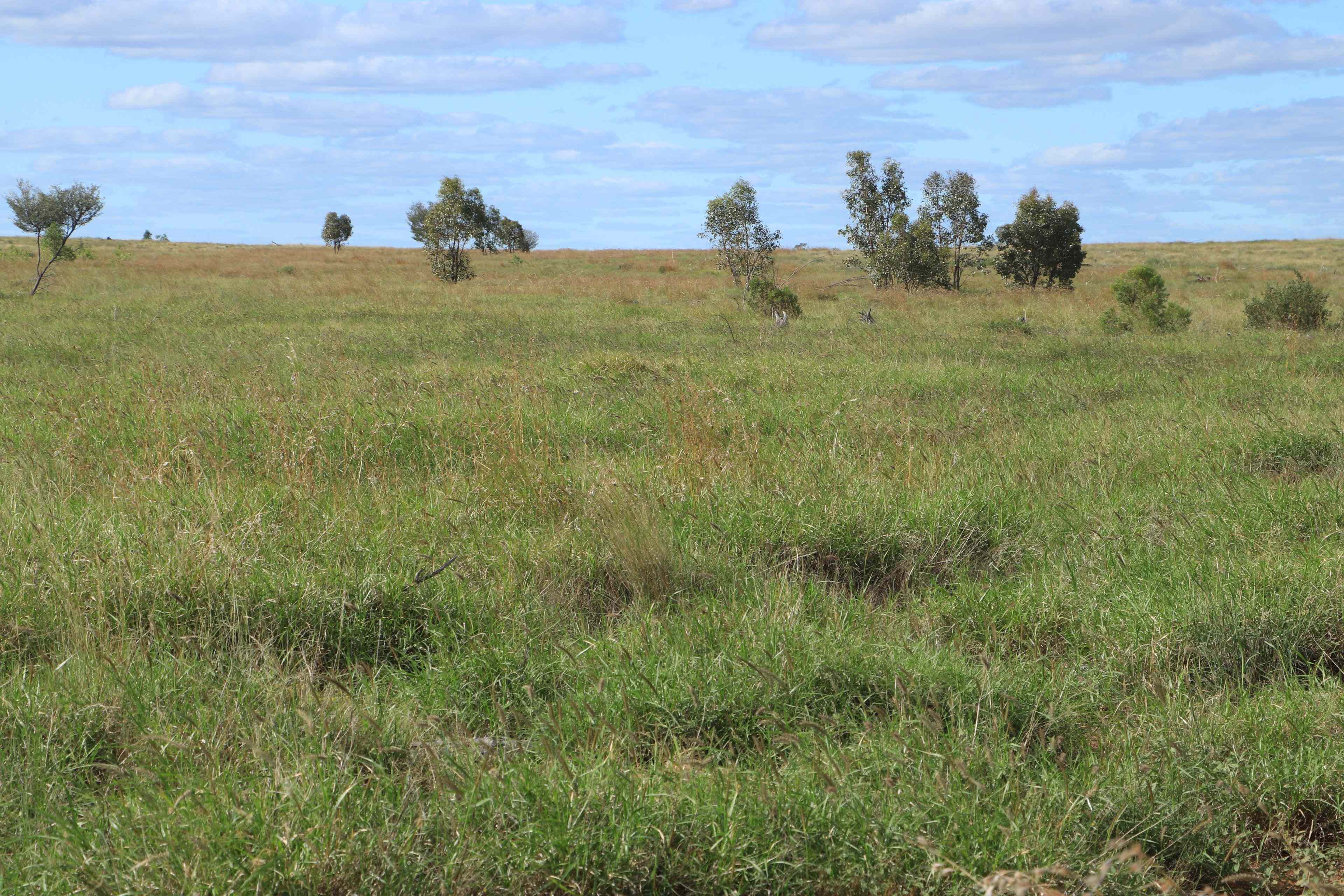 Rural: QLD Mungallala, QLD 4467 Livestock | Prop-GPT the AI-Powered Property Portal