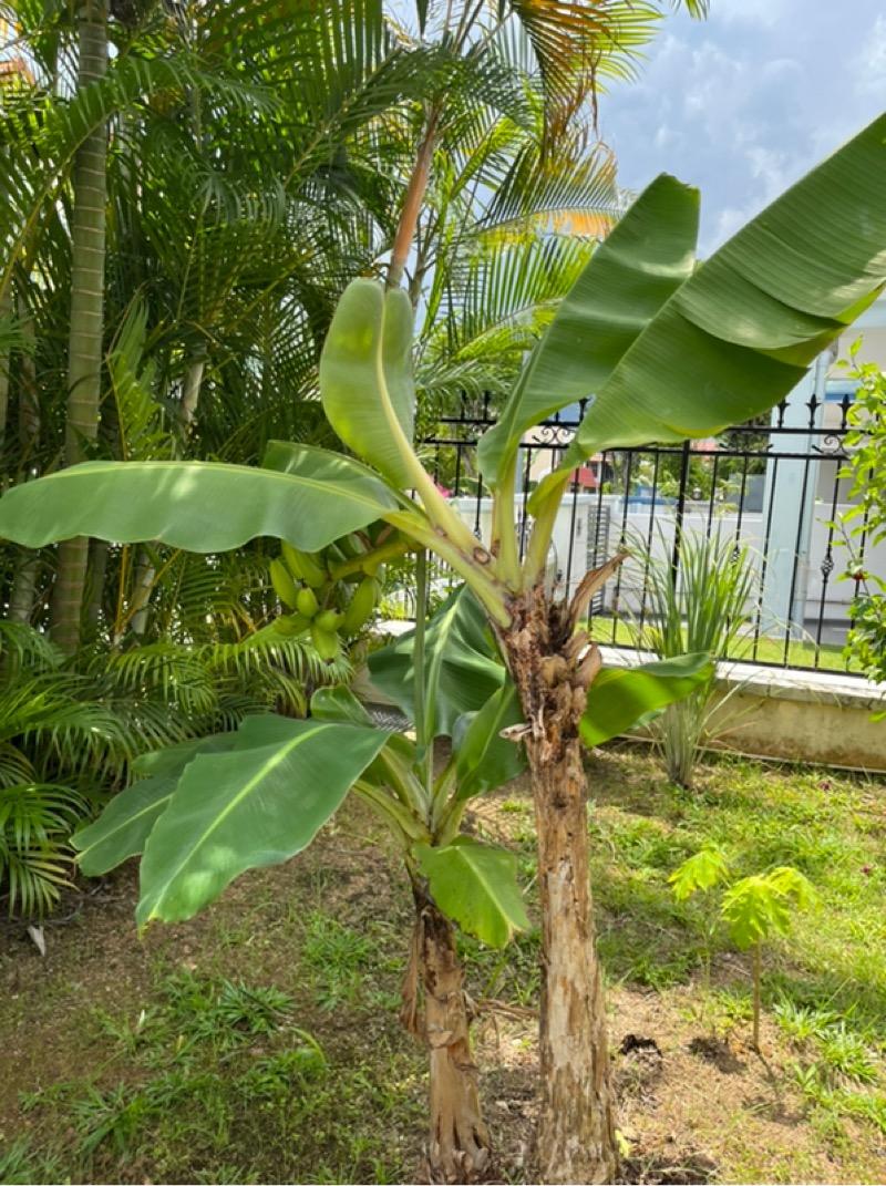 Corner Terrace for Rent: D14